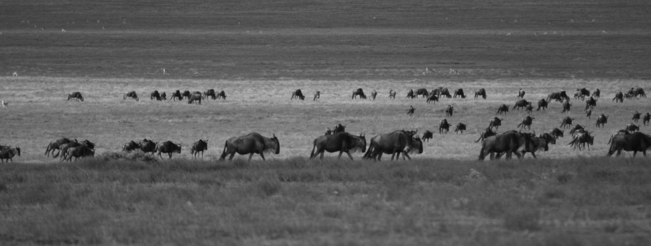 wildebeest-1148961_1920